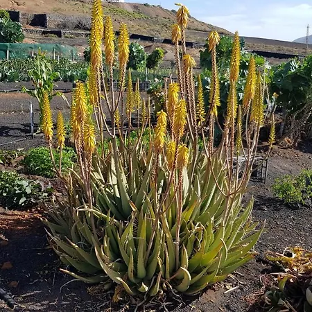Relax, Sea View, Oasis Vasiliko, La Asomada * Tias