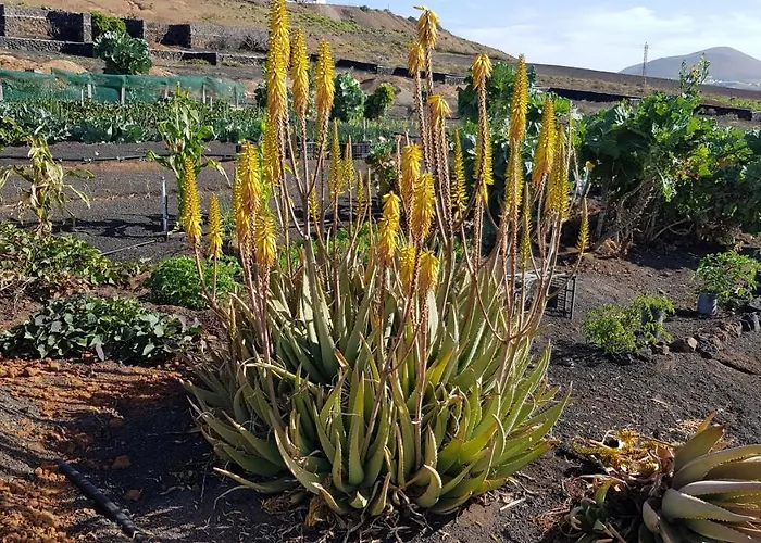 Relax, Sea View, Oasis Vasiliko, La Asomada * Tías